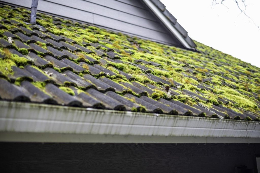 Does Moss Damage Roof Tiles? 5 Key Points About Moss Growth on Tiled