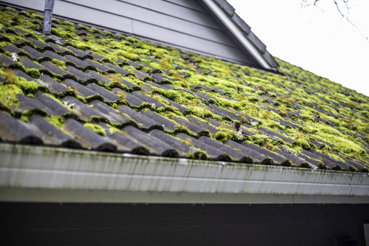 Does Moss Damage Roof Tiles