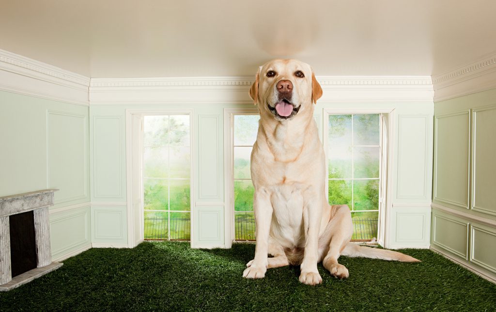 How to Stop Artificial Grass Smelling of Dog Wee? What You Need to Know