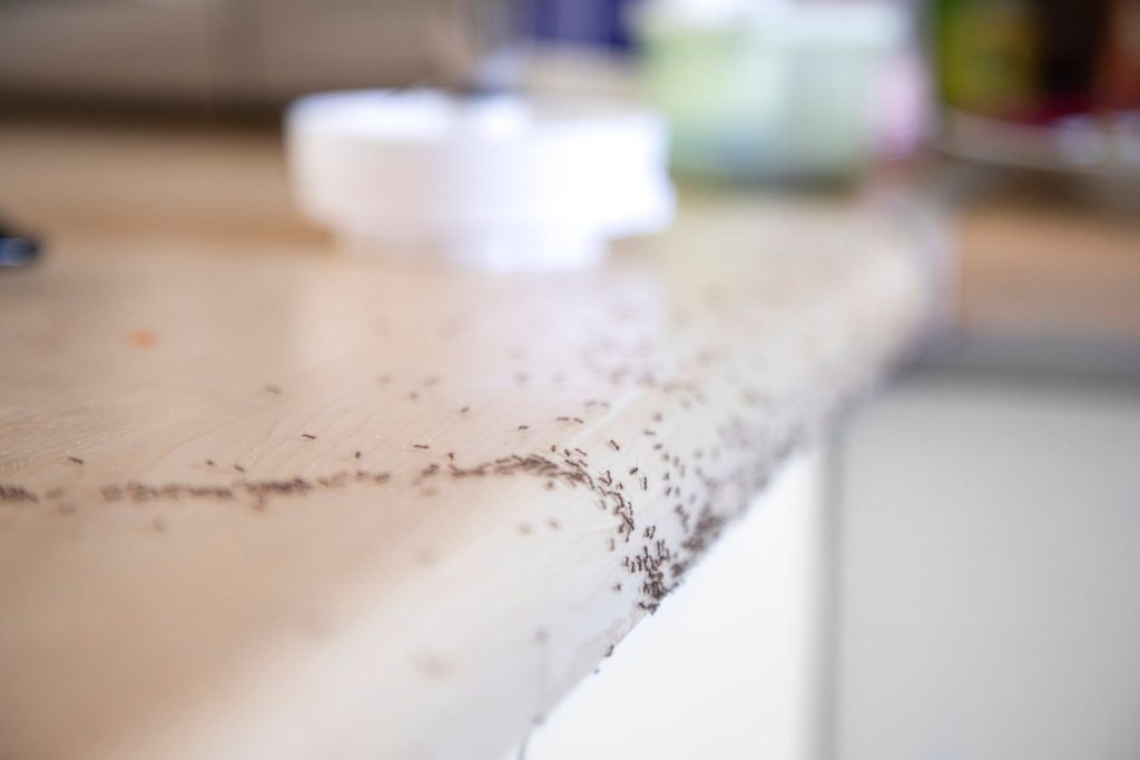 IStock 1217118157 How To Get Rid Of Ants In The Kitchen Ants Crawling On Counter 1 1024x683 