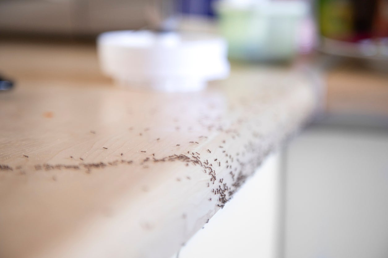 How to Get Rid of Ants in the Kitchen?