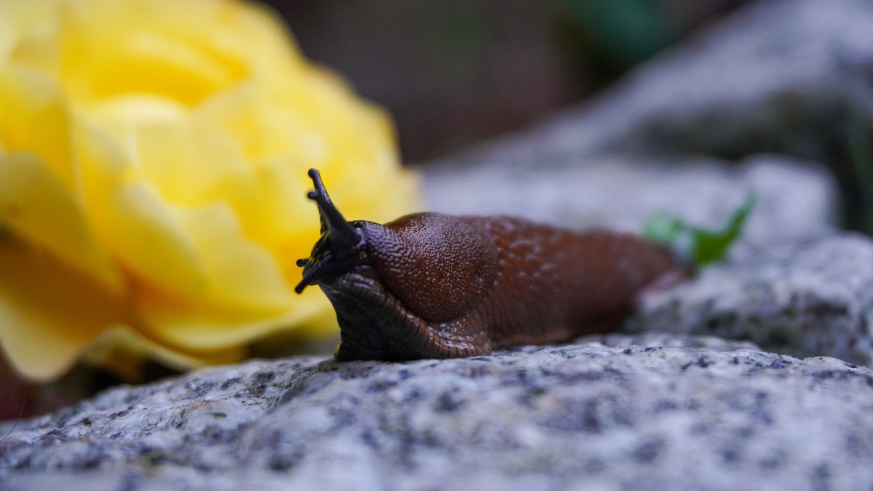 Why Are There Slugs in My Kitchen?