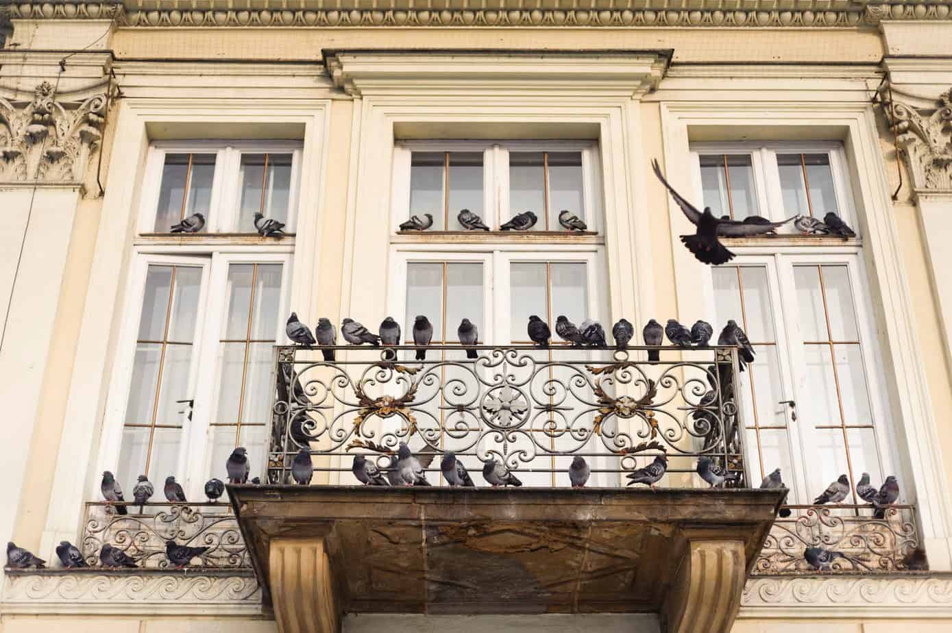 Why Do Pigeons Keep Coming to My Balcony? How to Stop Them Contemporary Structures