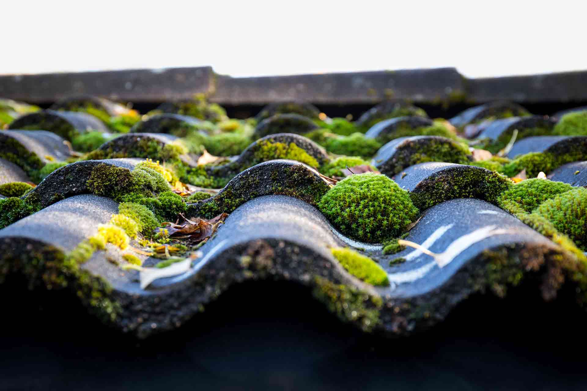 Why Does Moss Grow on Roofs?