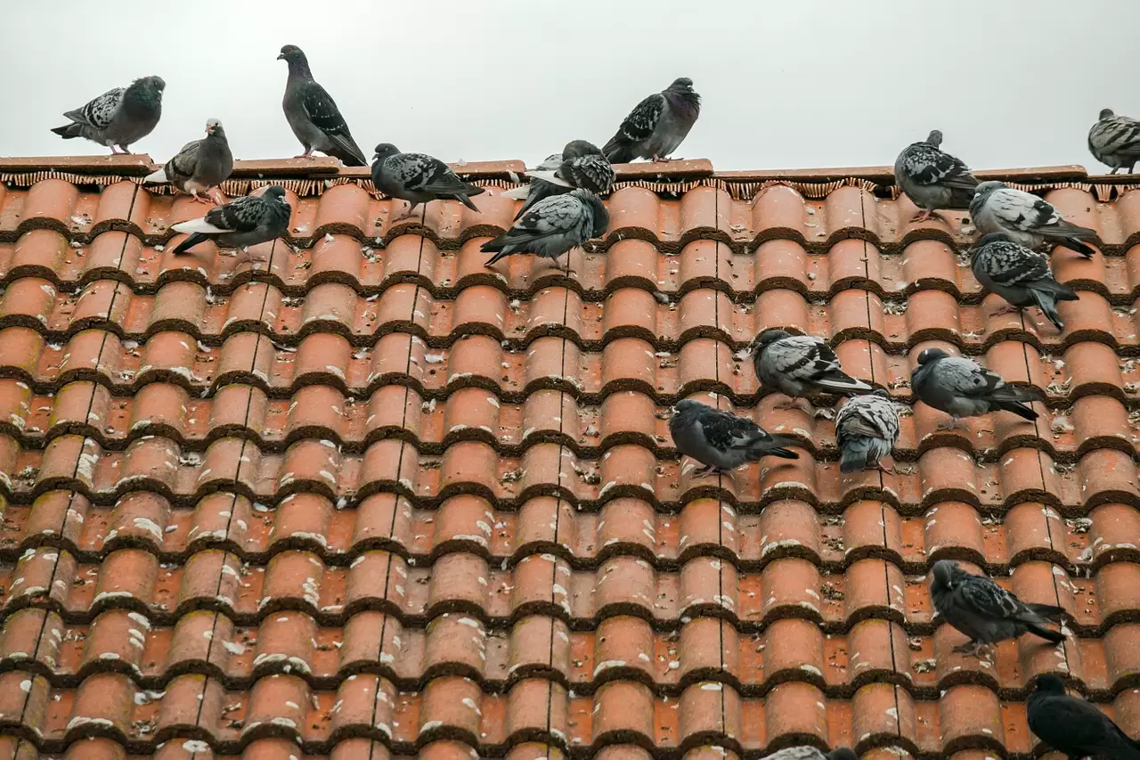 Why Do Pigeons Sit on My Roof?