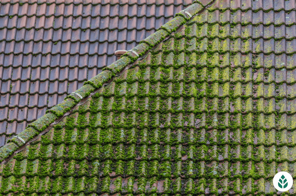 is moss bad for your roof