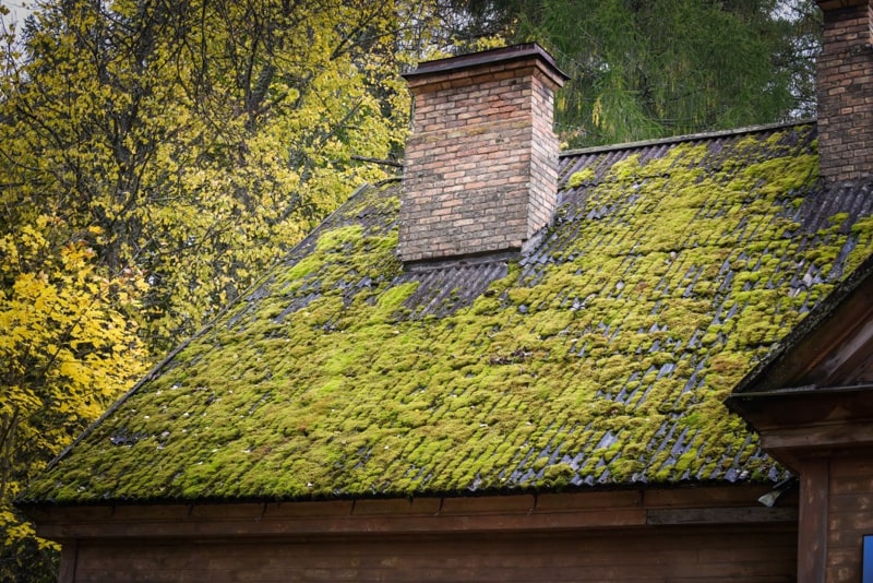 is moss bad for your roof